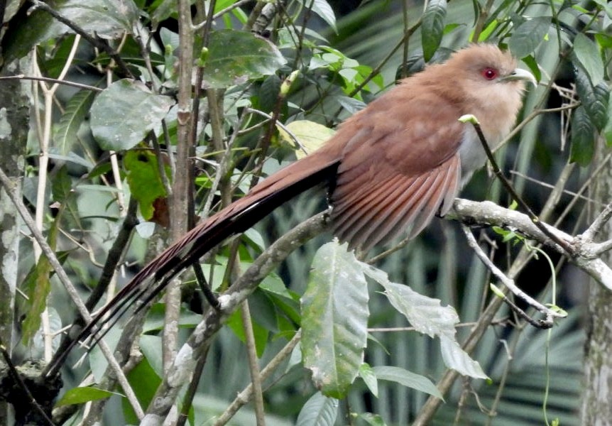 kukačka veverčí - ML647268933