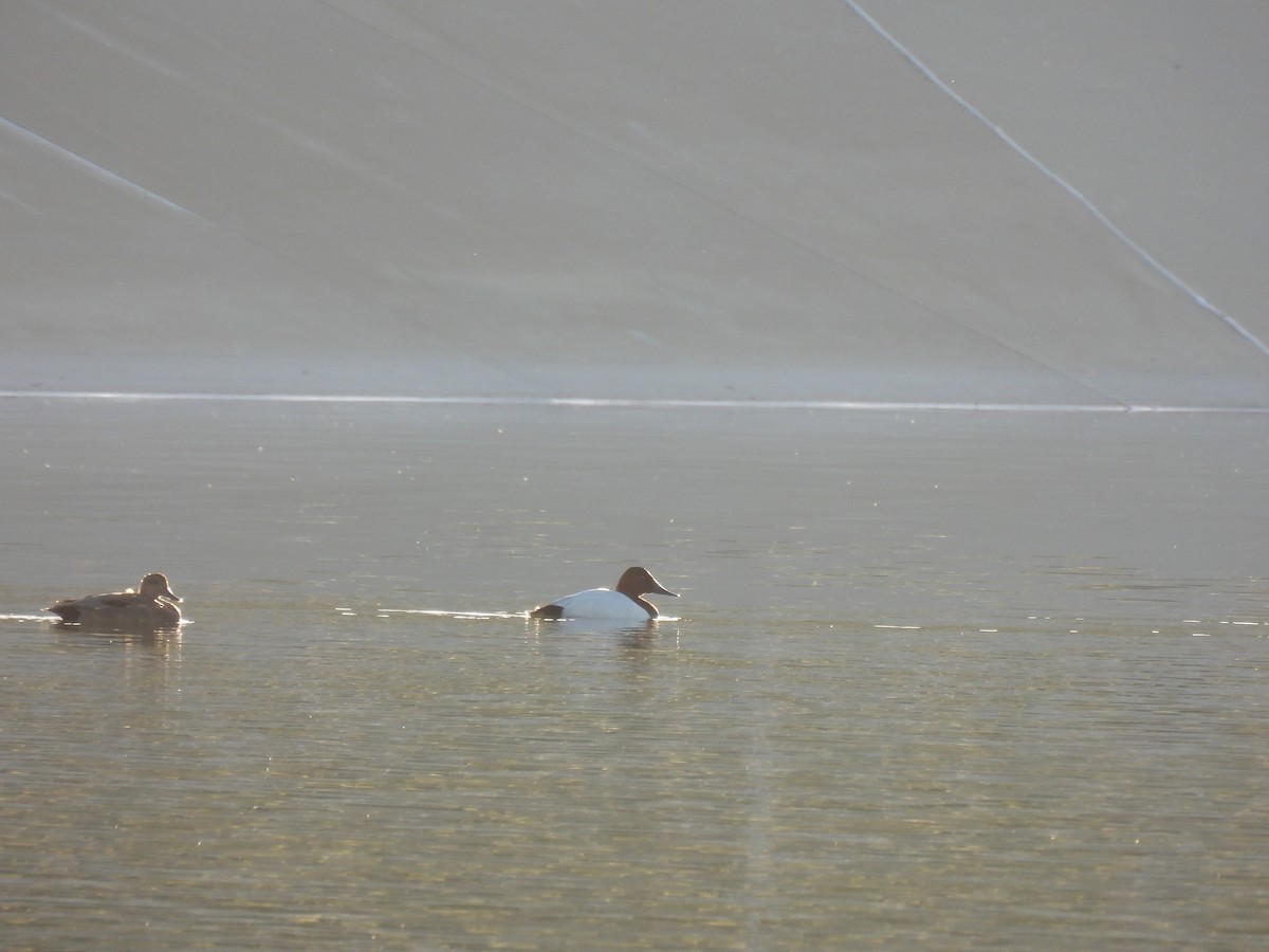 Canvasback - ML647268934