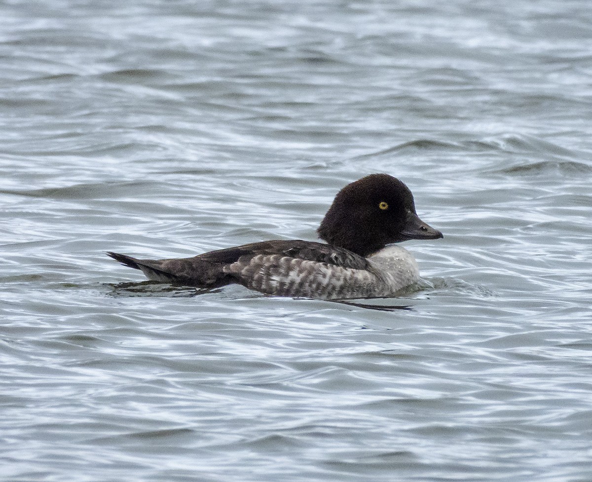 Barrow's Goldeneye - ML647268942