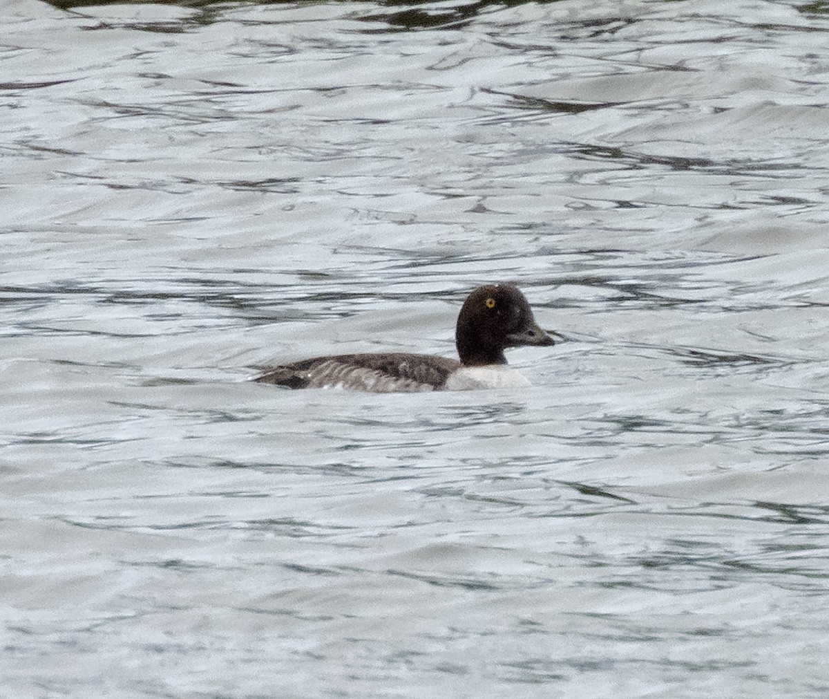 Barrow's Goldeneye - ML647268943