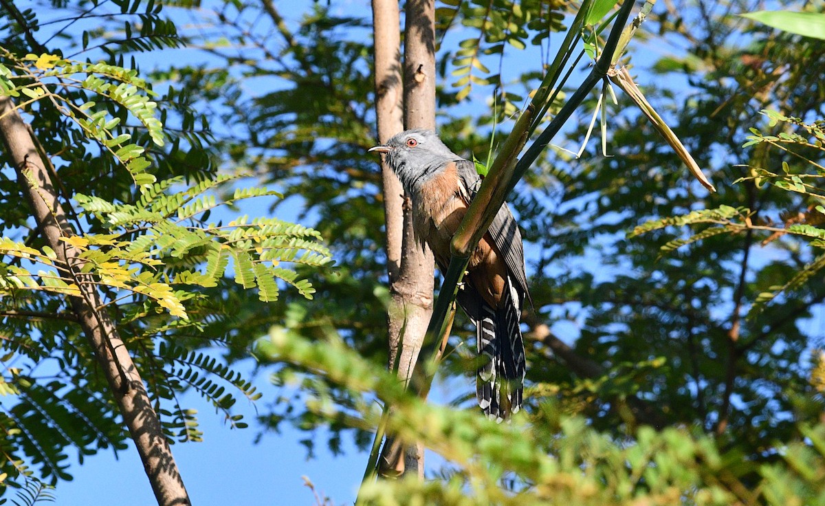 Plaintive Cuckoo - ML647268967