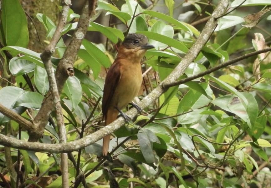 Crested Becard - ML647268971