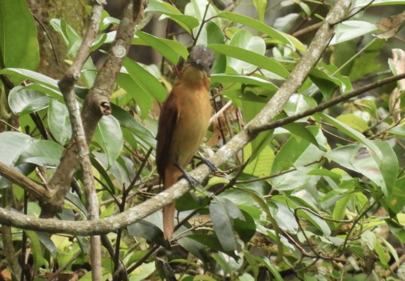 Crested Becard - ML647268972