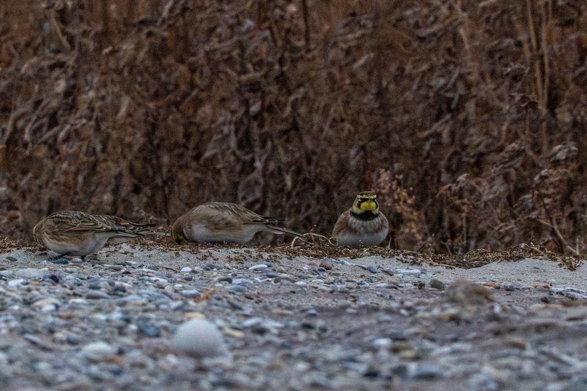 Allodola golagialla - ML647268977