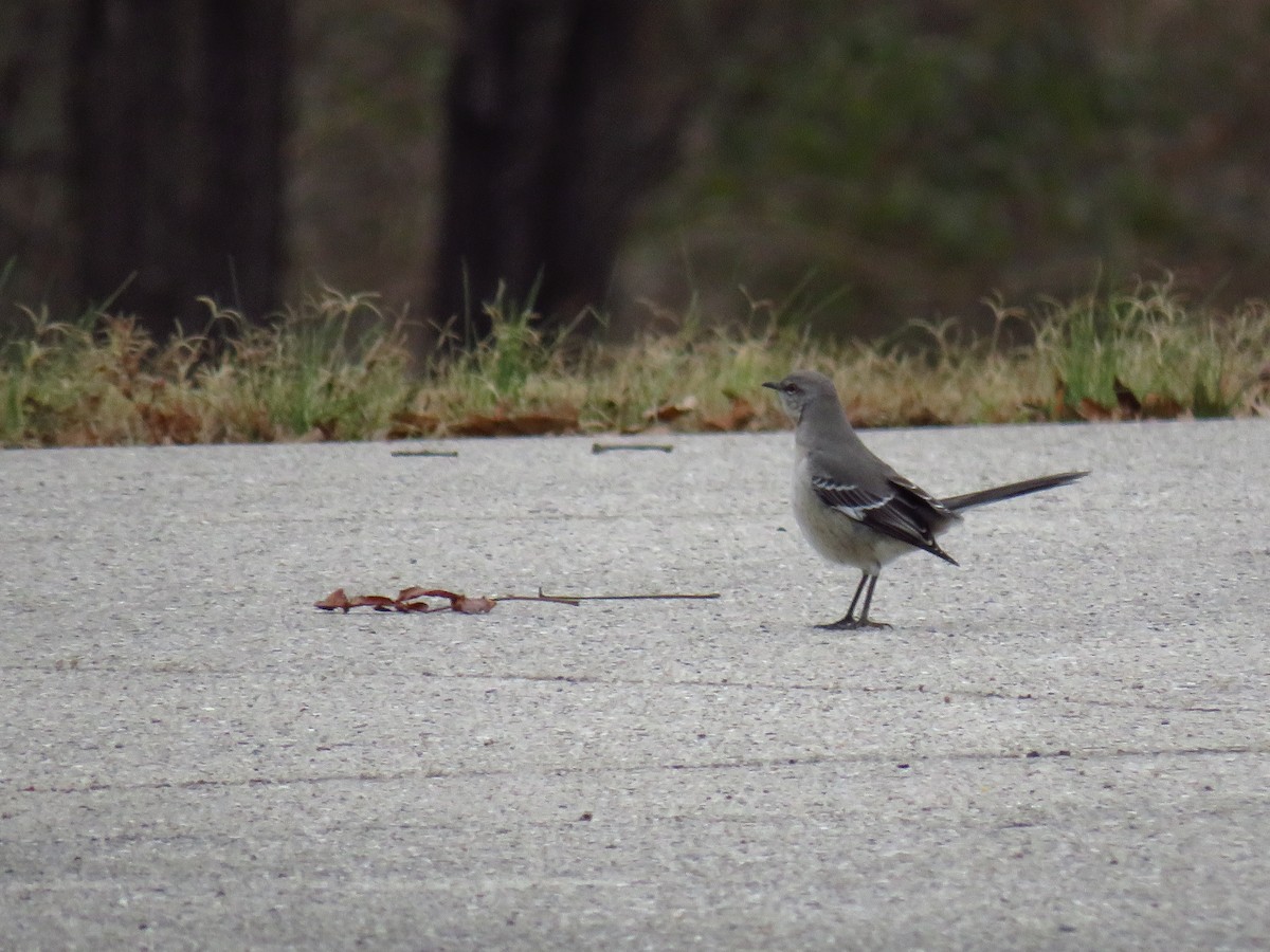 Northern Mockingbird - ML647268981
