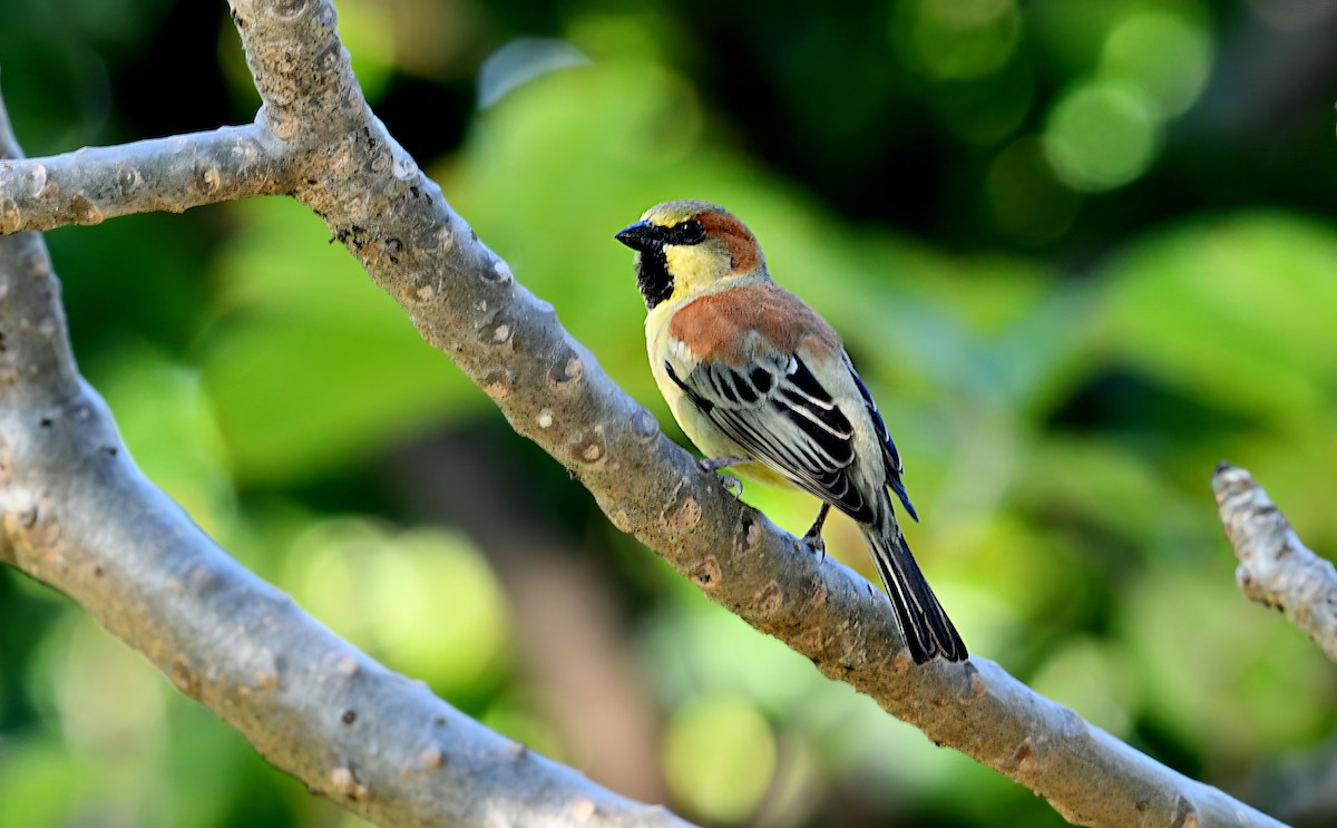 セアカスズメ - ML647268990