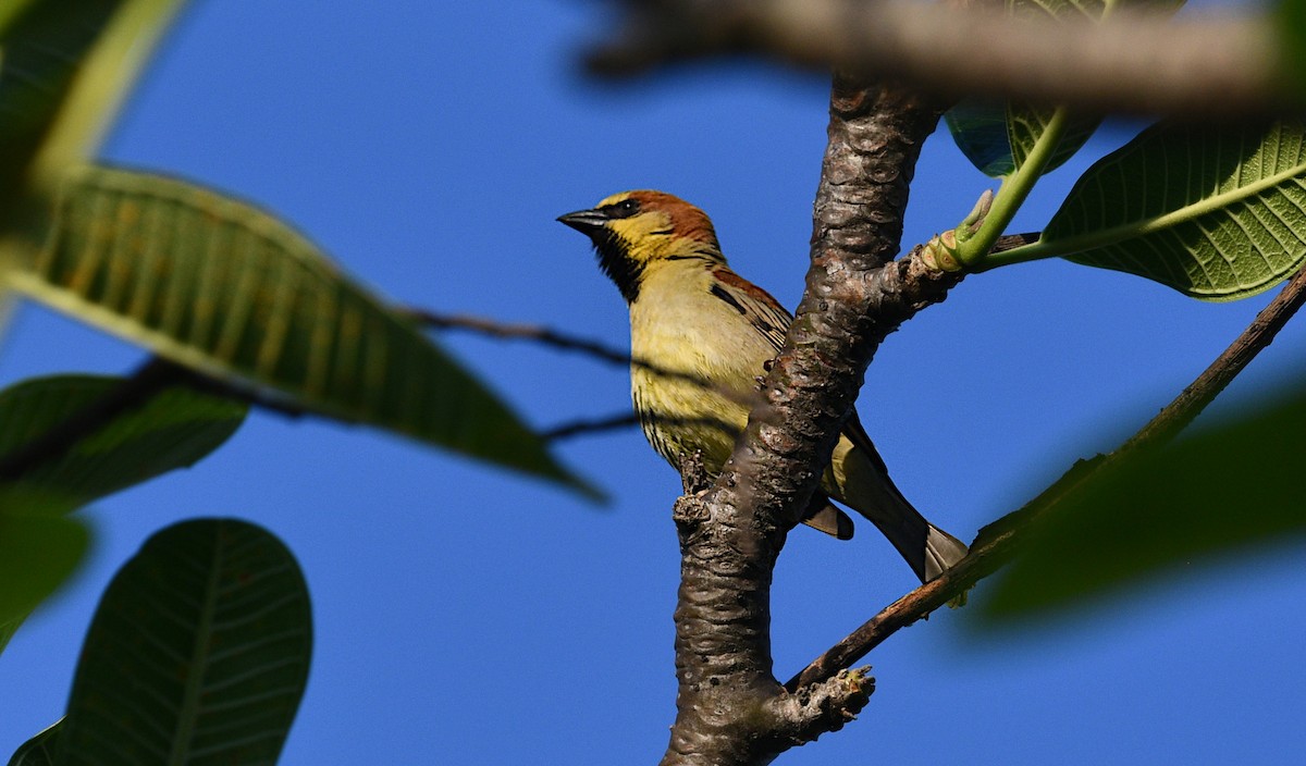 セアカスズメ - ML647268991
