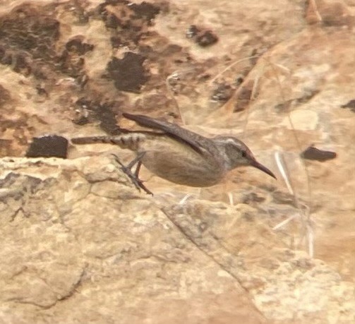 Rock Wren - ML647268992
