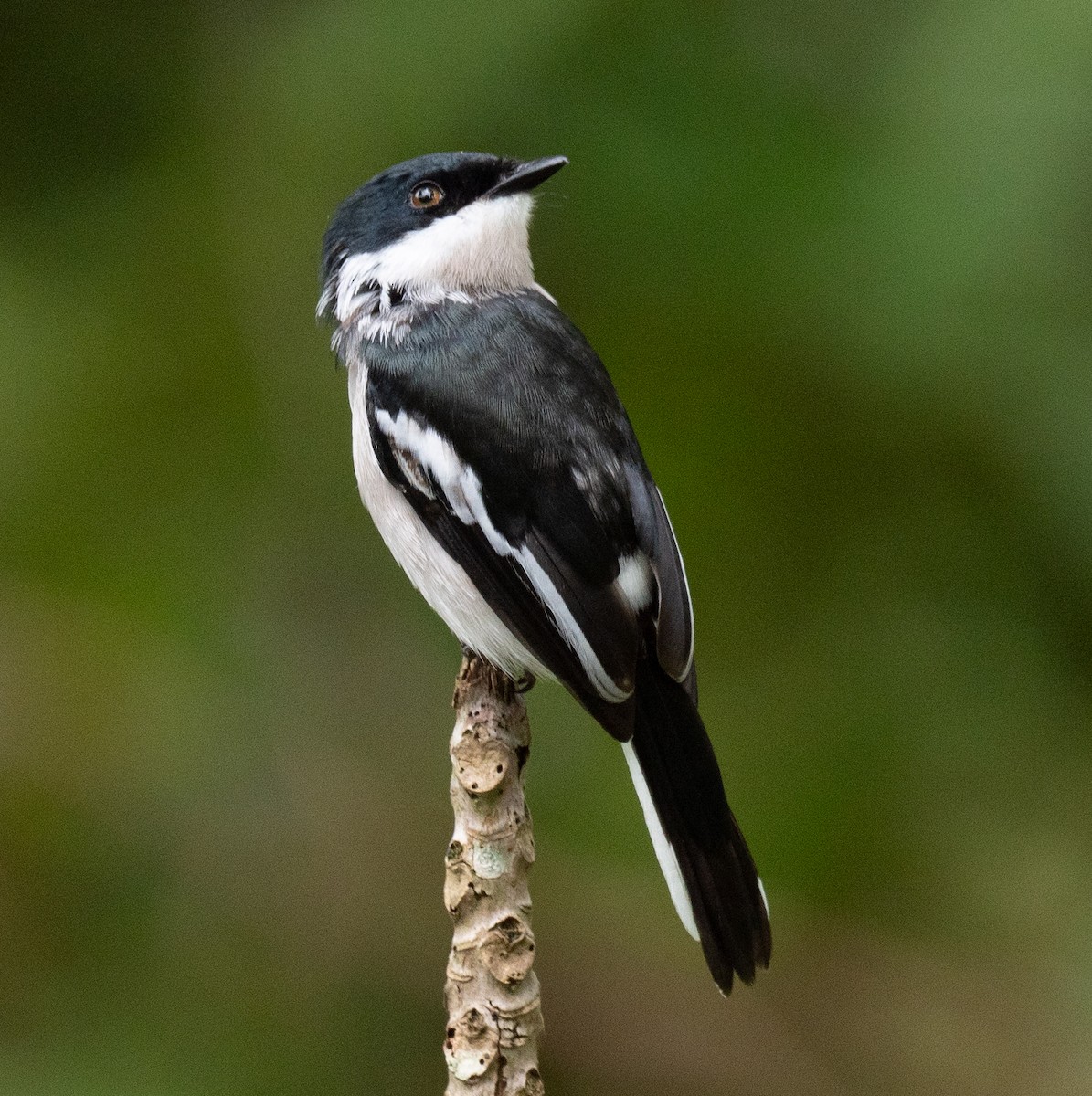 Bar-winged Flycatcher-shrike - ML647269000