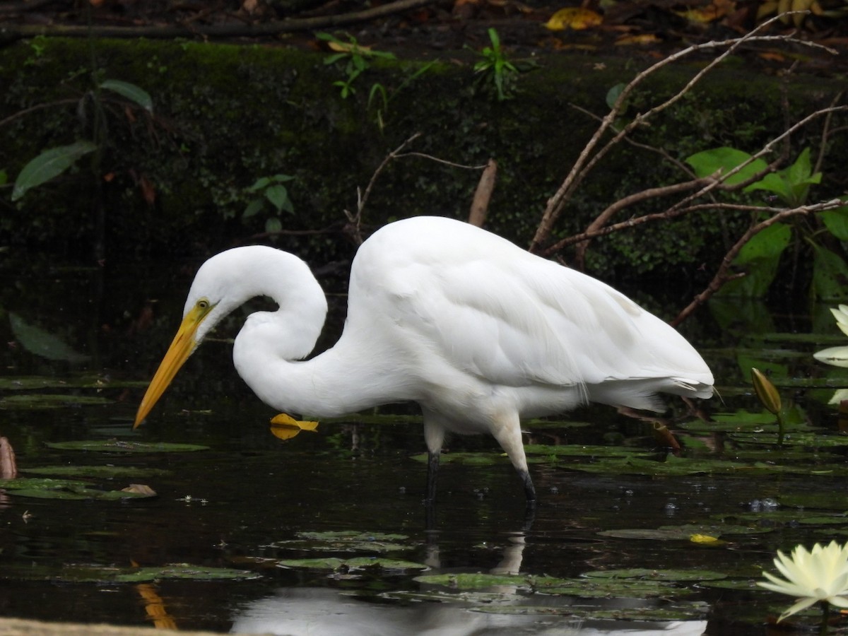 Garceta Grande - ML647269003