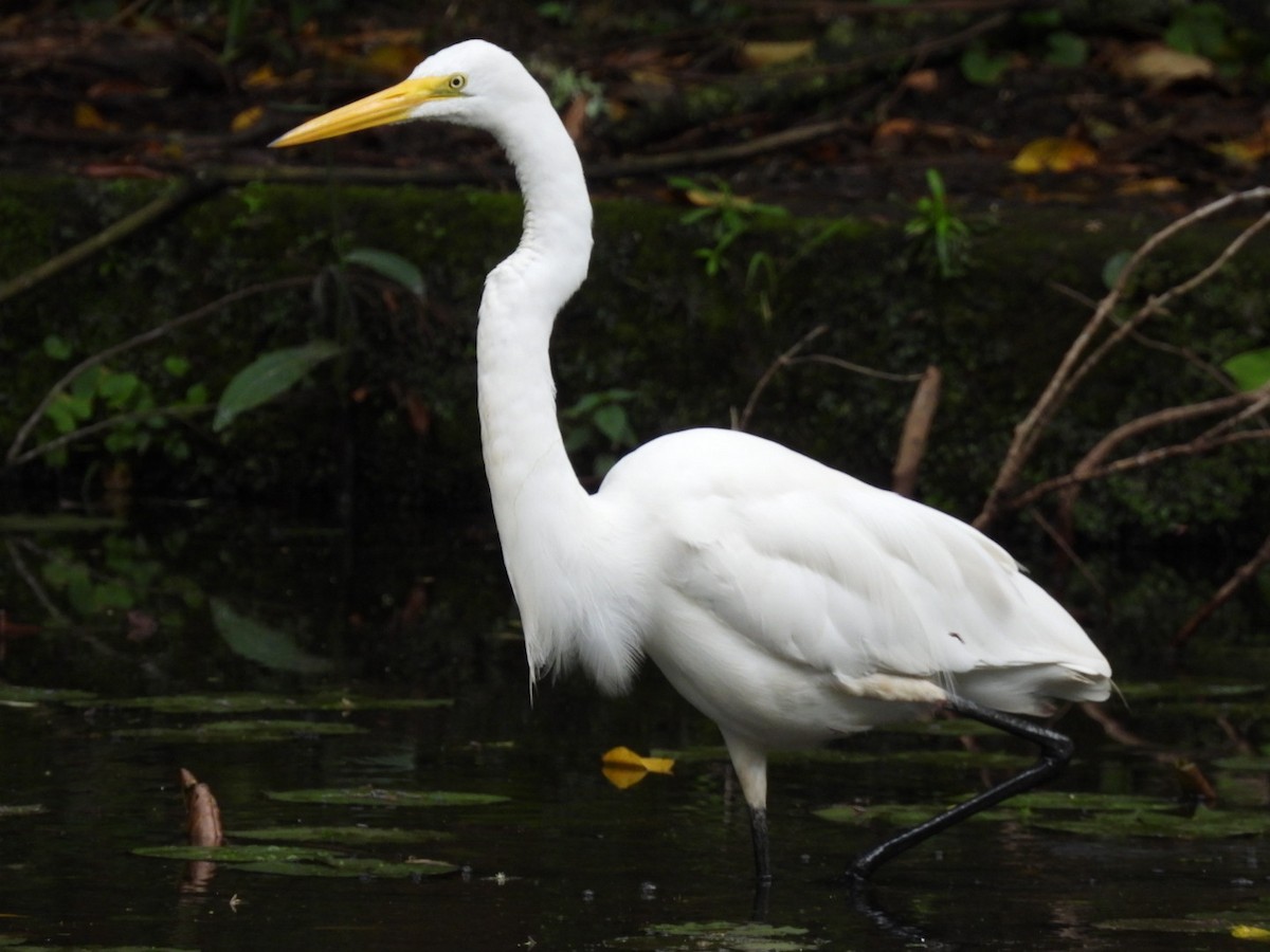 volavka bílá - ML647269004