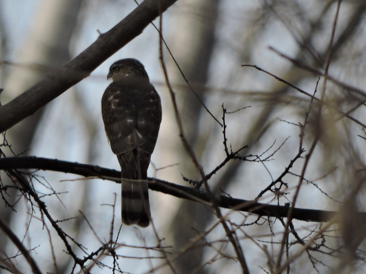 Sharp-shinned Hawk - ML647269005