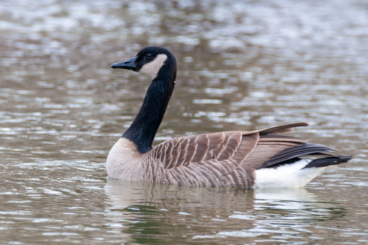 Canada Goose - ML647269007