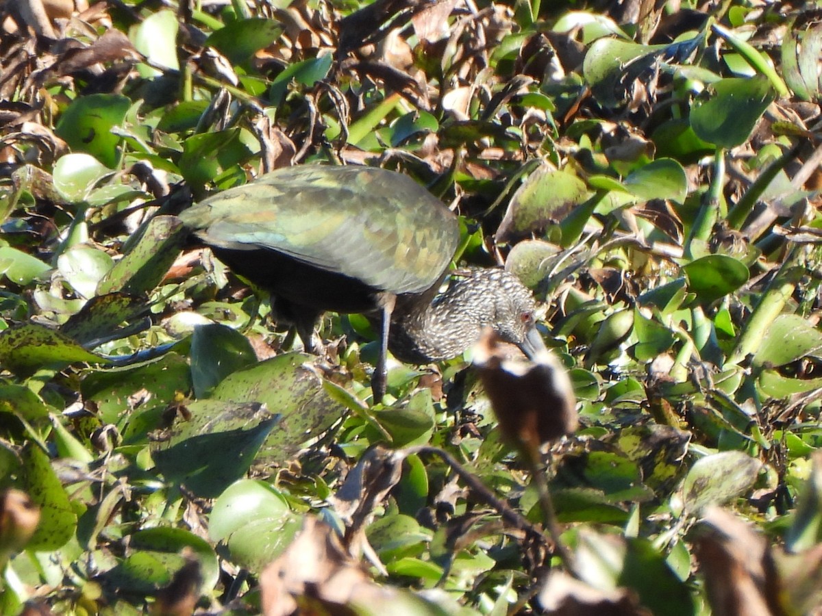 Glossy/White-faced Ibis - ML647269010