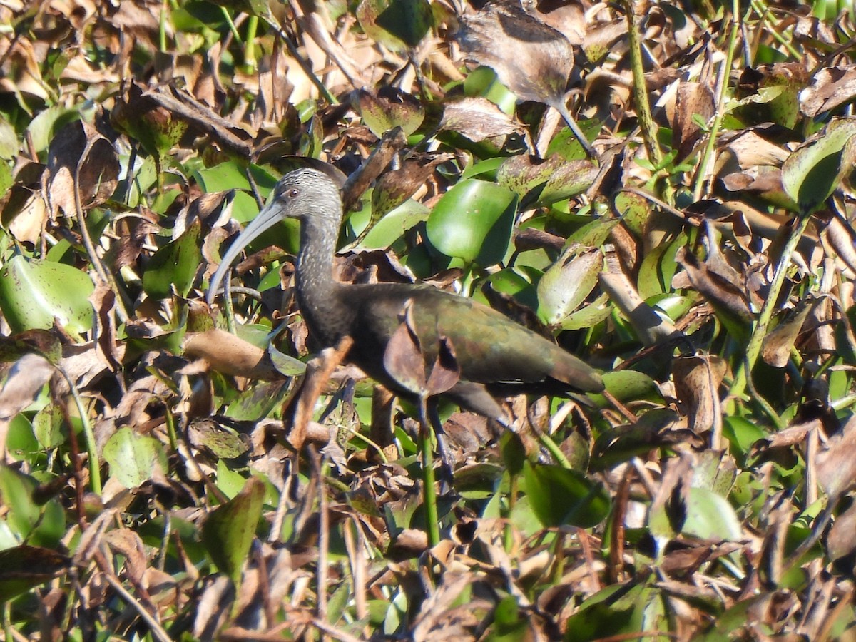 Glossy/White-faced Ibis - ML647269011