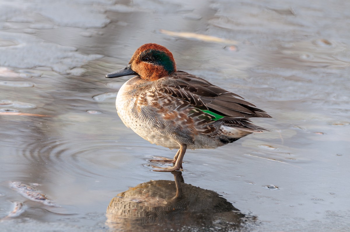 Green-winged Teal - ML647269013