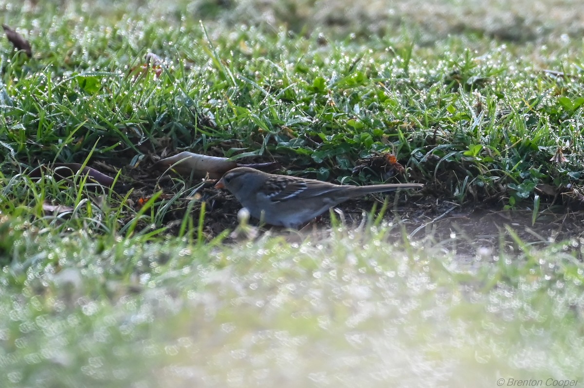 White-crowned Sparrow - ML647269014