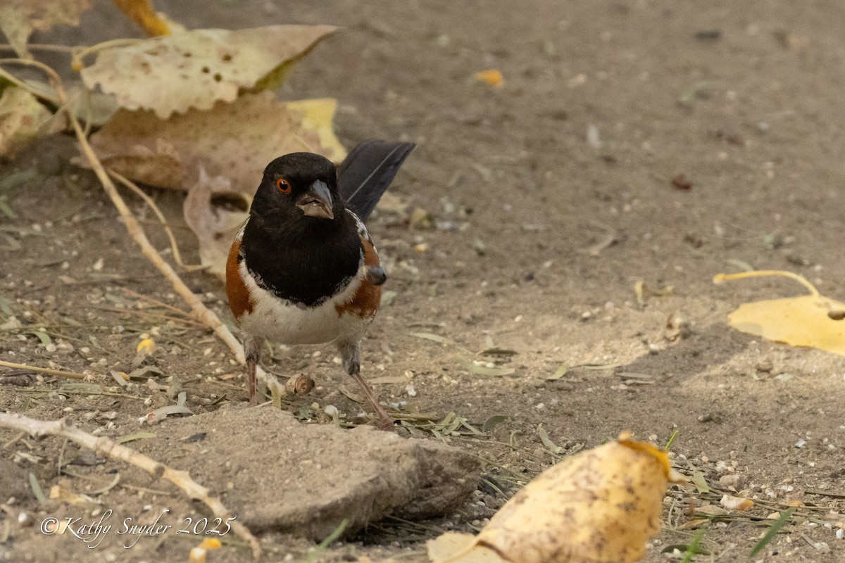 Spotted Towhee - ML647269015