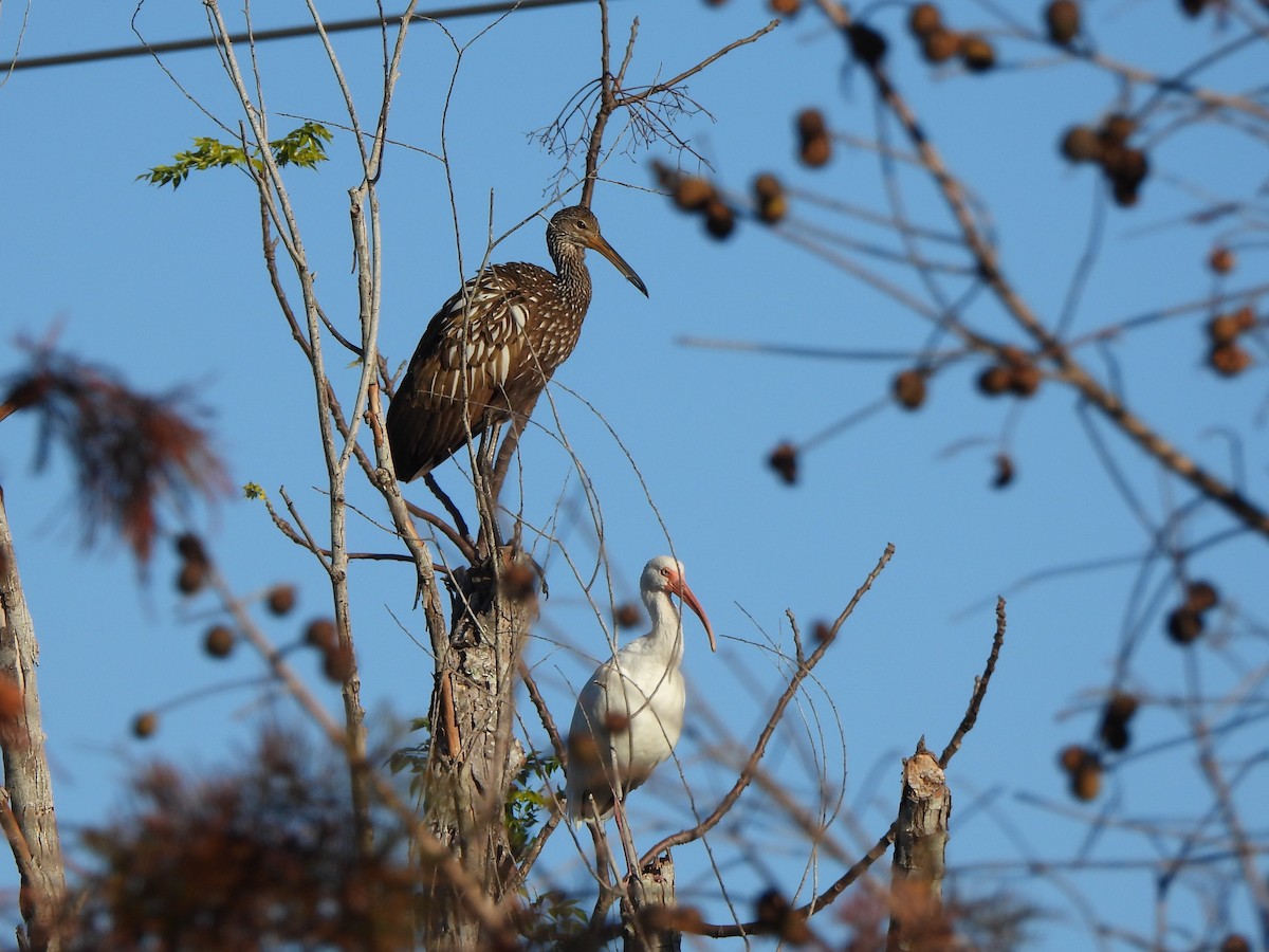 White Ibis - ML647269016