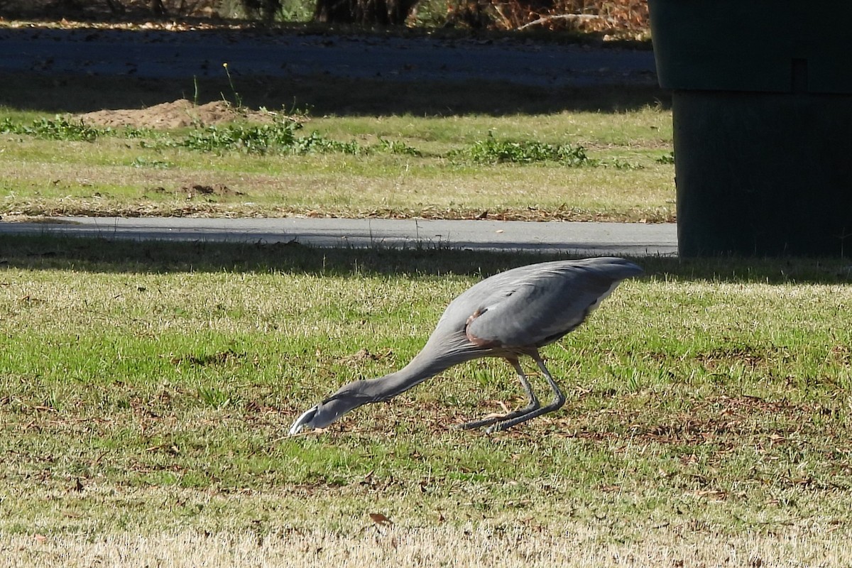 Great Blue Heron - ML647269017