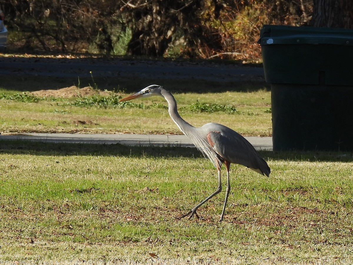 Great Blue Heron - ML647269018