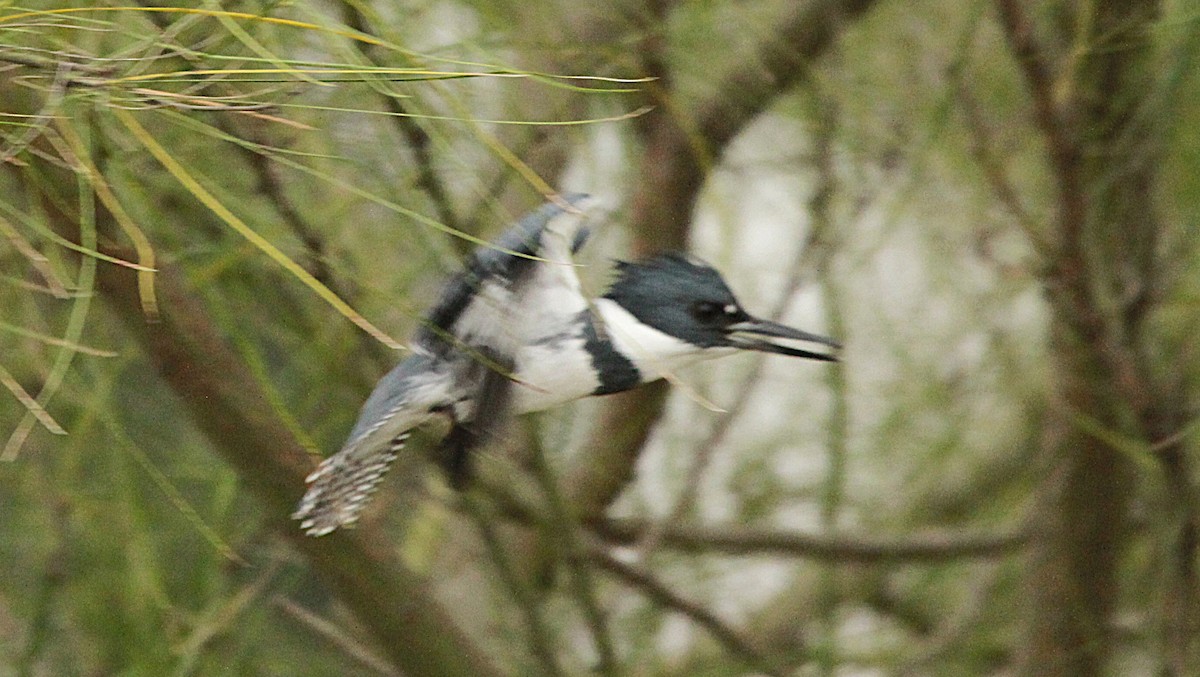 Belted Kingfisher - ML647269019