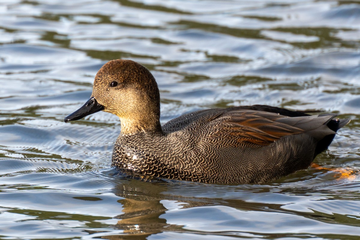 Gadwall - ML647269020