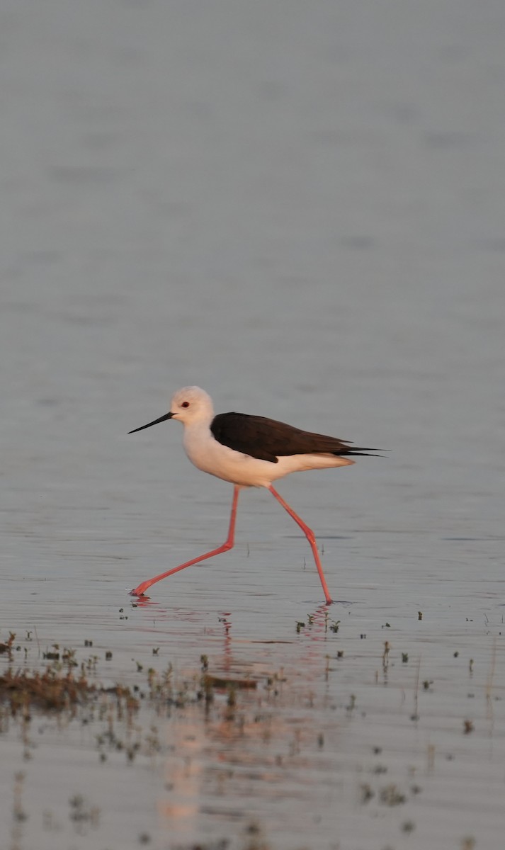 Black-winged Stilt - ML647269021