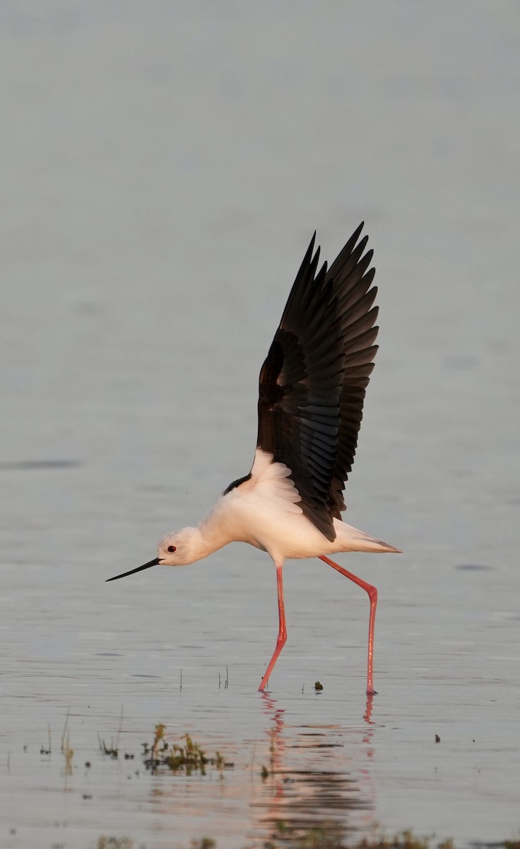 Black-winged Stilt - ML647269022