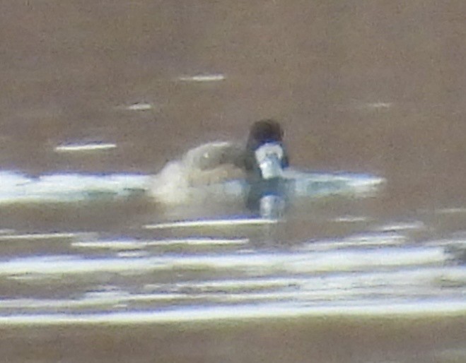 Greater Scaup - ML647269023