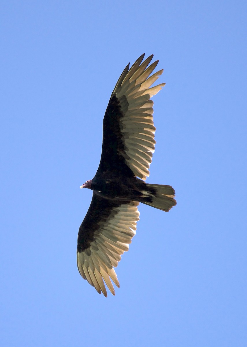 Turkey Vulture - ML647269024