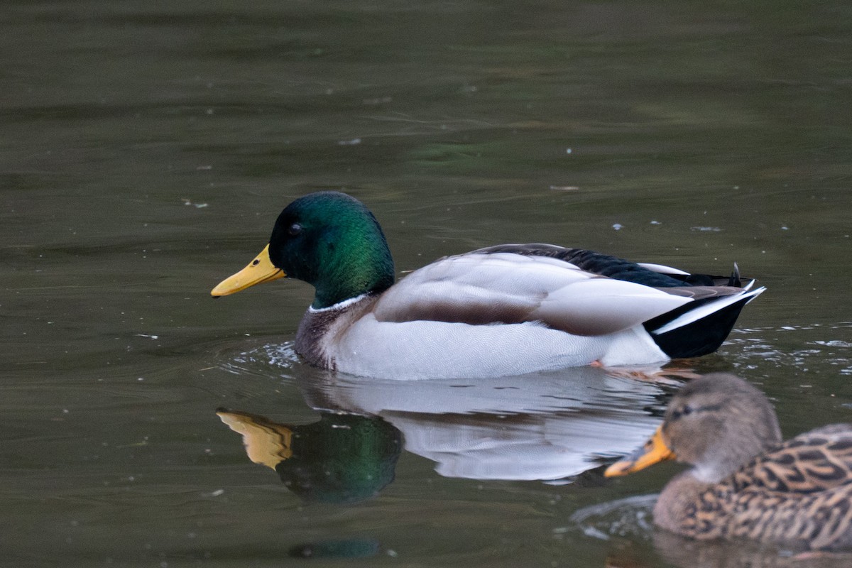 Mallard - ML647269026