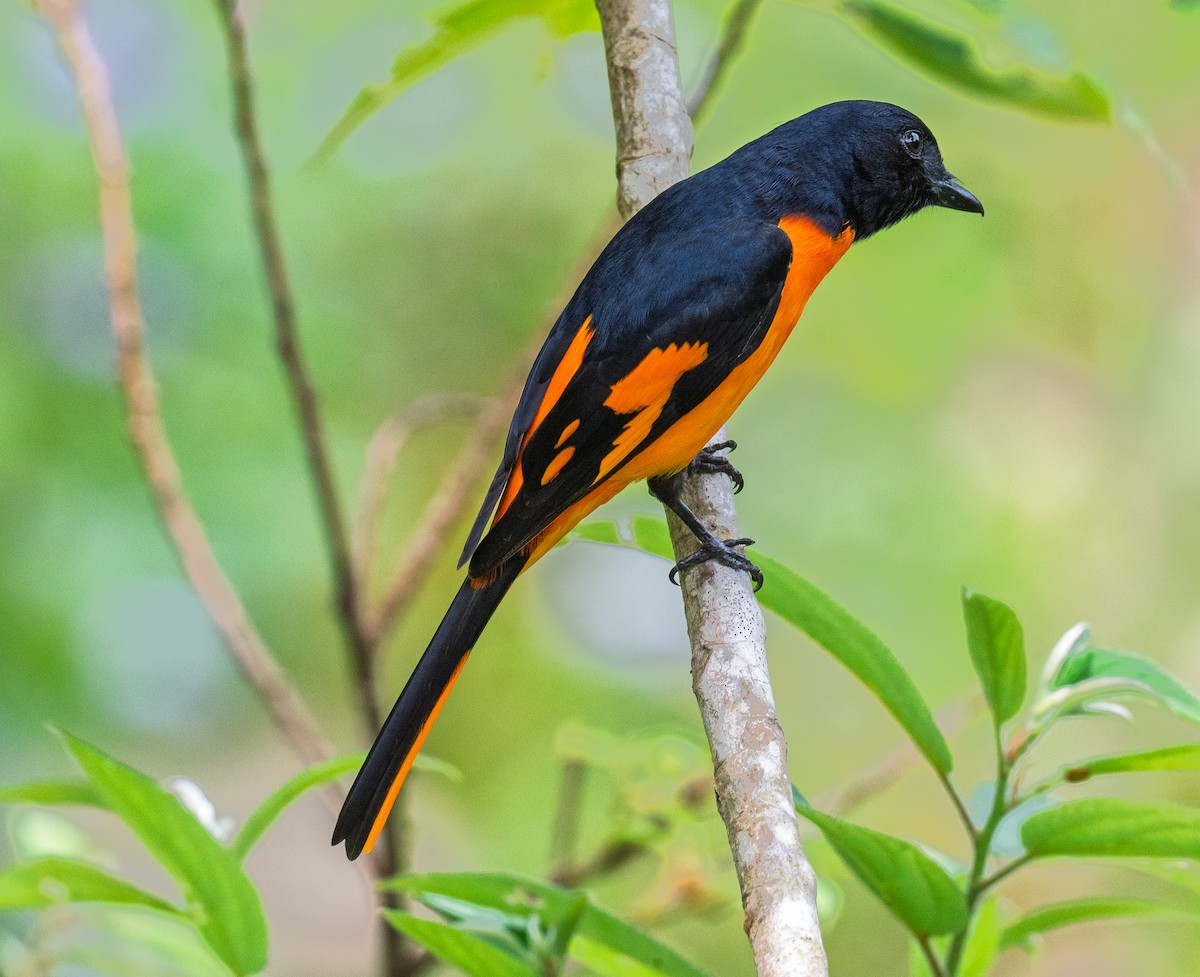 Orange Minivet - ML647269027
