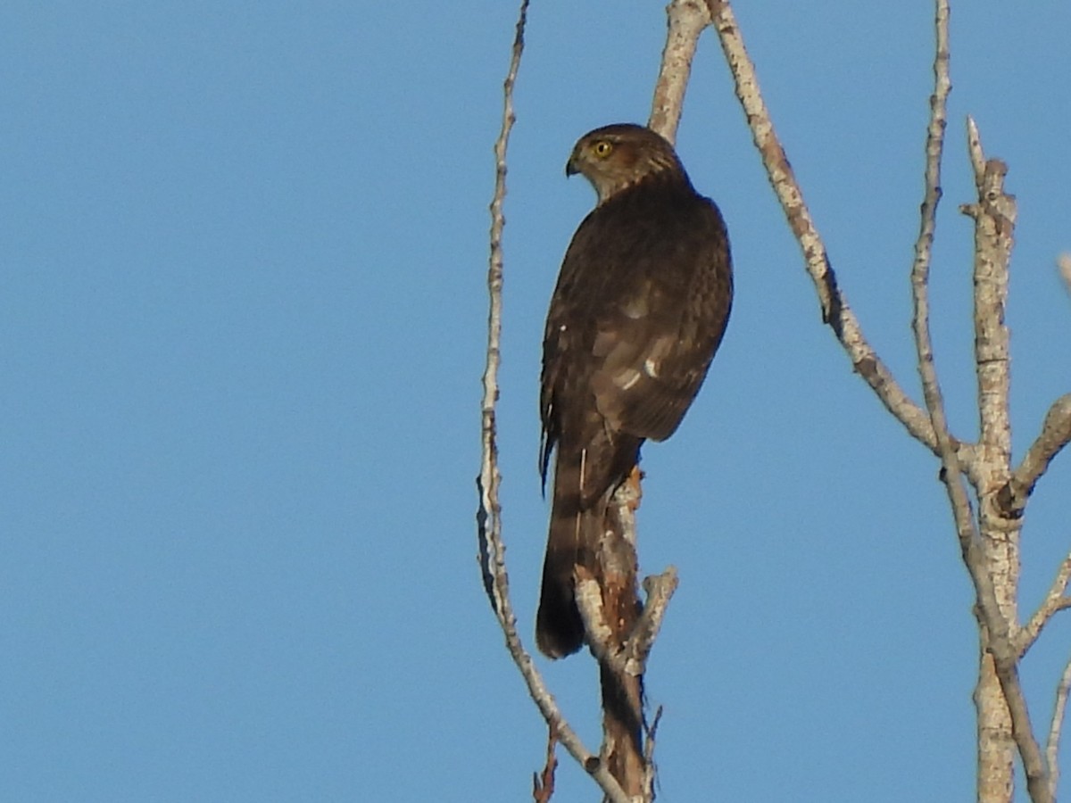 Cooper's Hawk - ML647269028