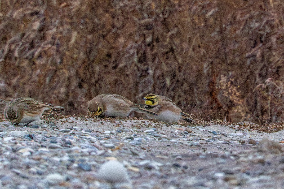 Horned Lark - ML647269029