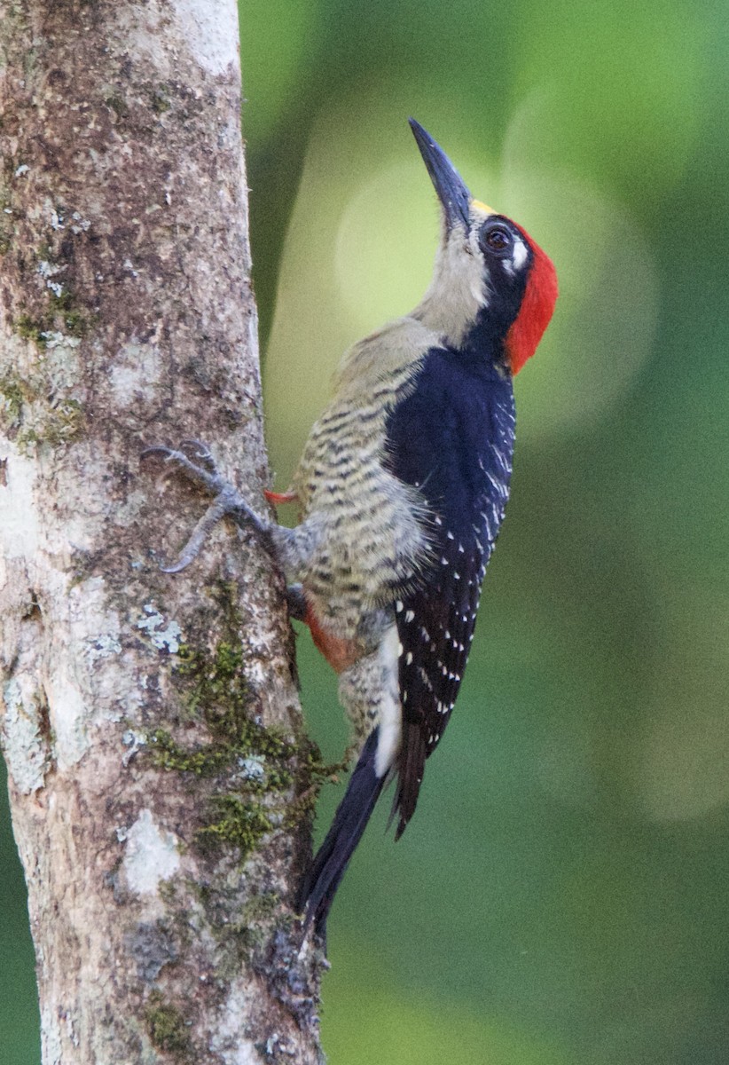 Black-cheeked Woodpecker - ML647269030