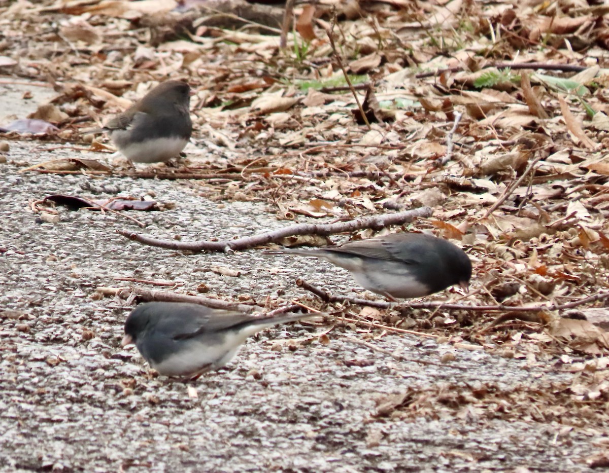 Dark-eyed Junco - ML647269033