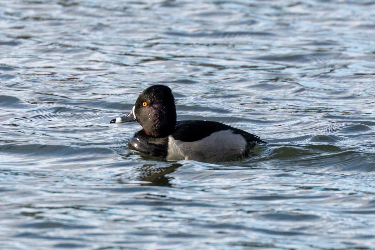 Ring-necked Duck - ML647269034