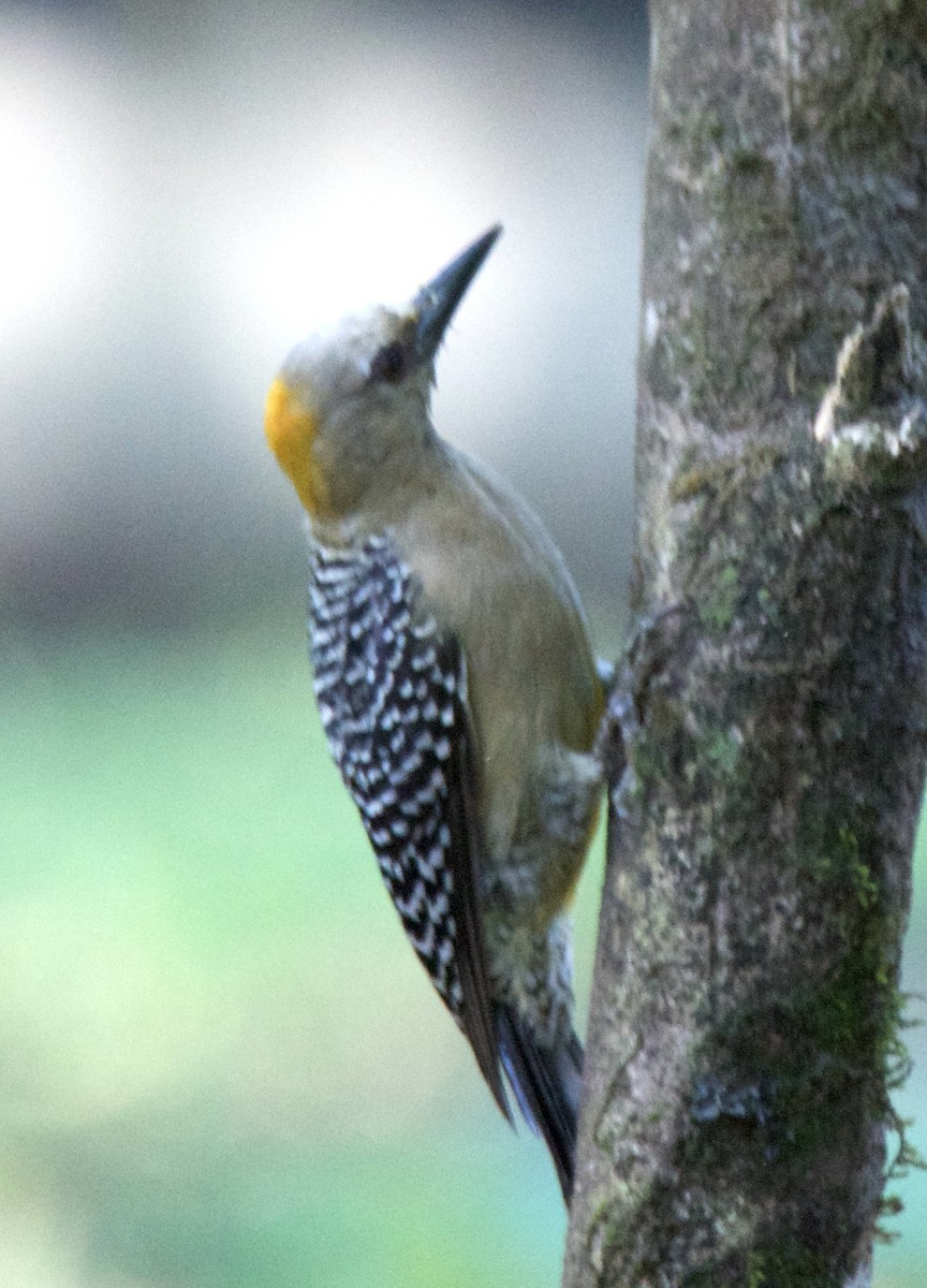 Hoffmann's Woodpecker - ML647269035