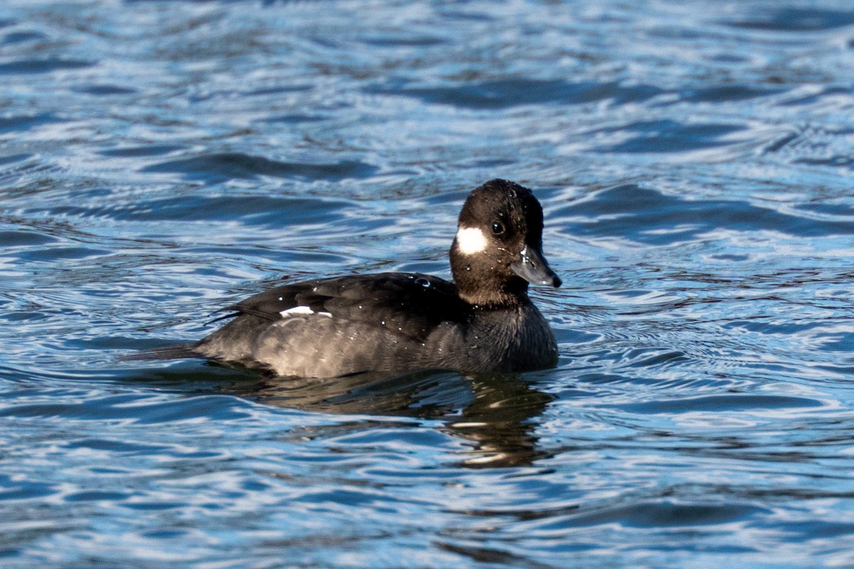 Bufflehead - ML647269037