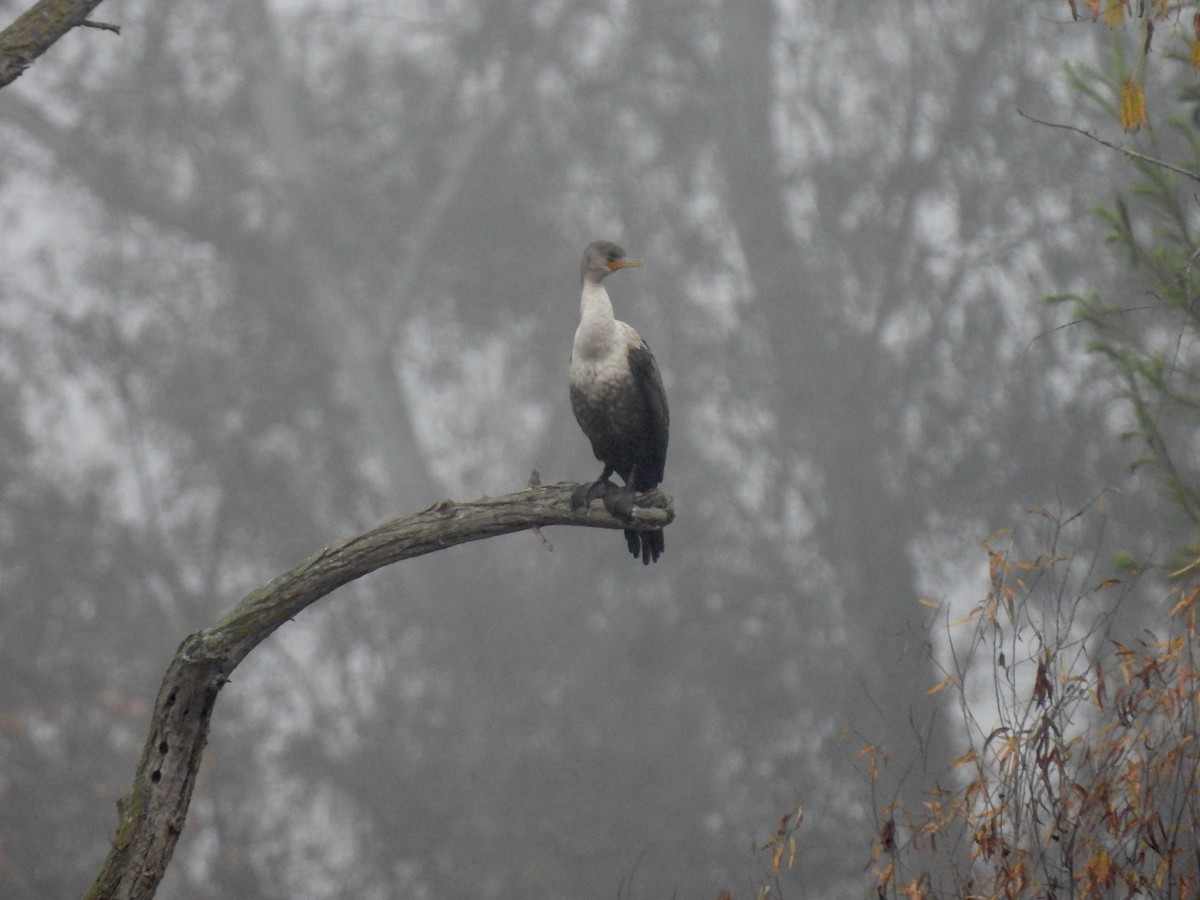 Double-crested Cormorant - ML647269038