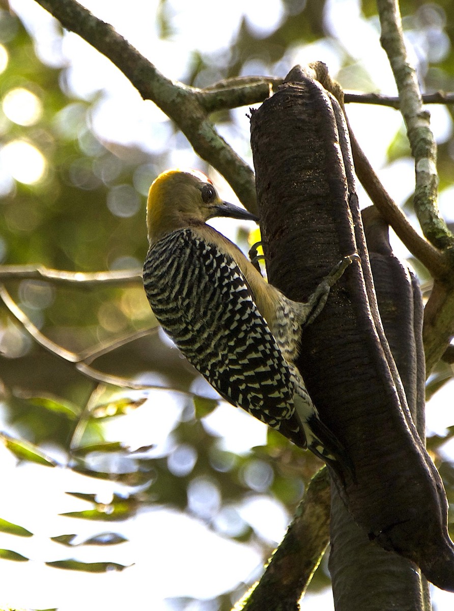 Hoffmann's Woodpecker - ML647269039