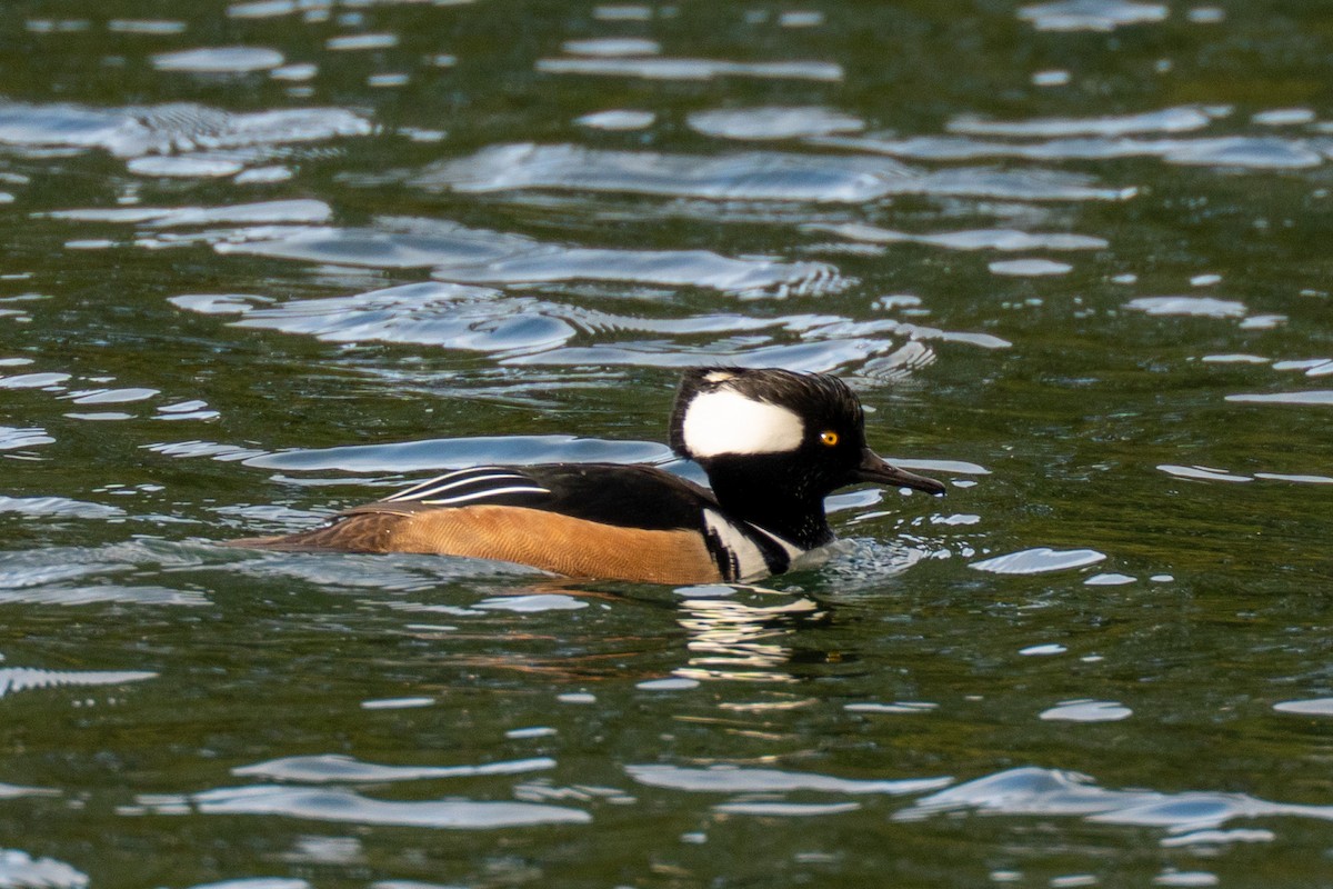 Hooded Merganser - ML647269042