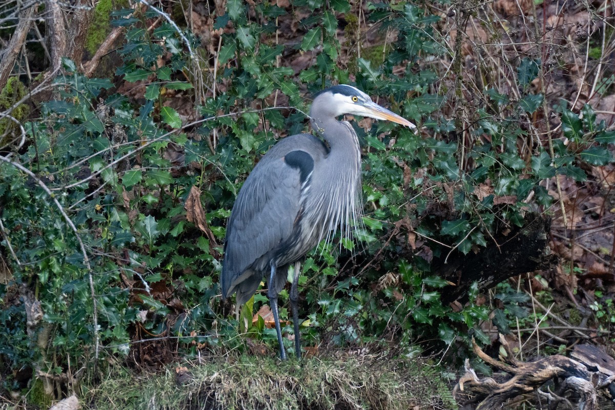 Great Blue Heron - ML647269059