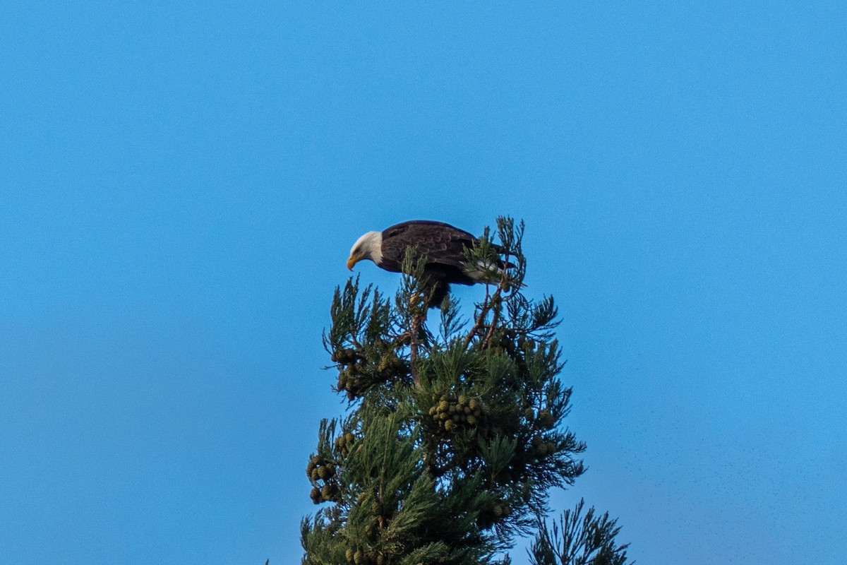 Bald Eagle - ML647269061