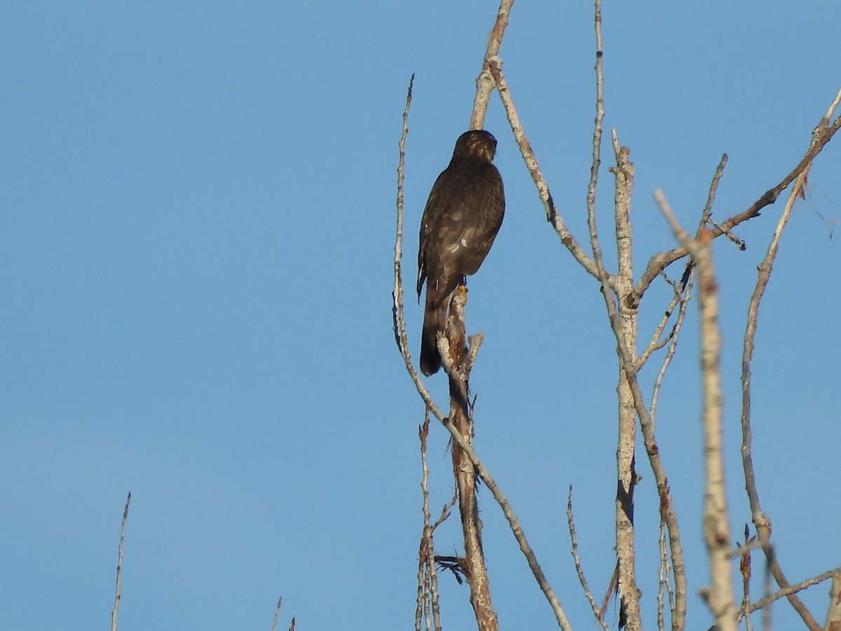 Cooper's Hawk - ML647269063