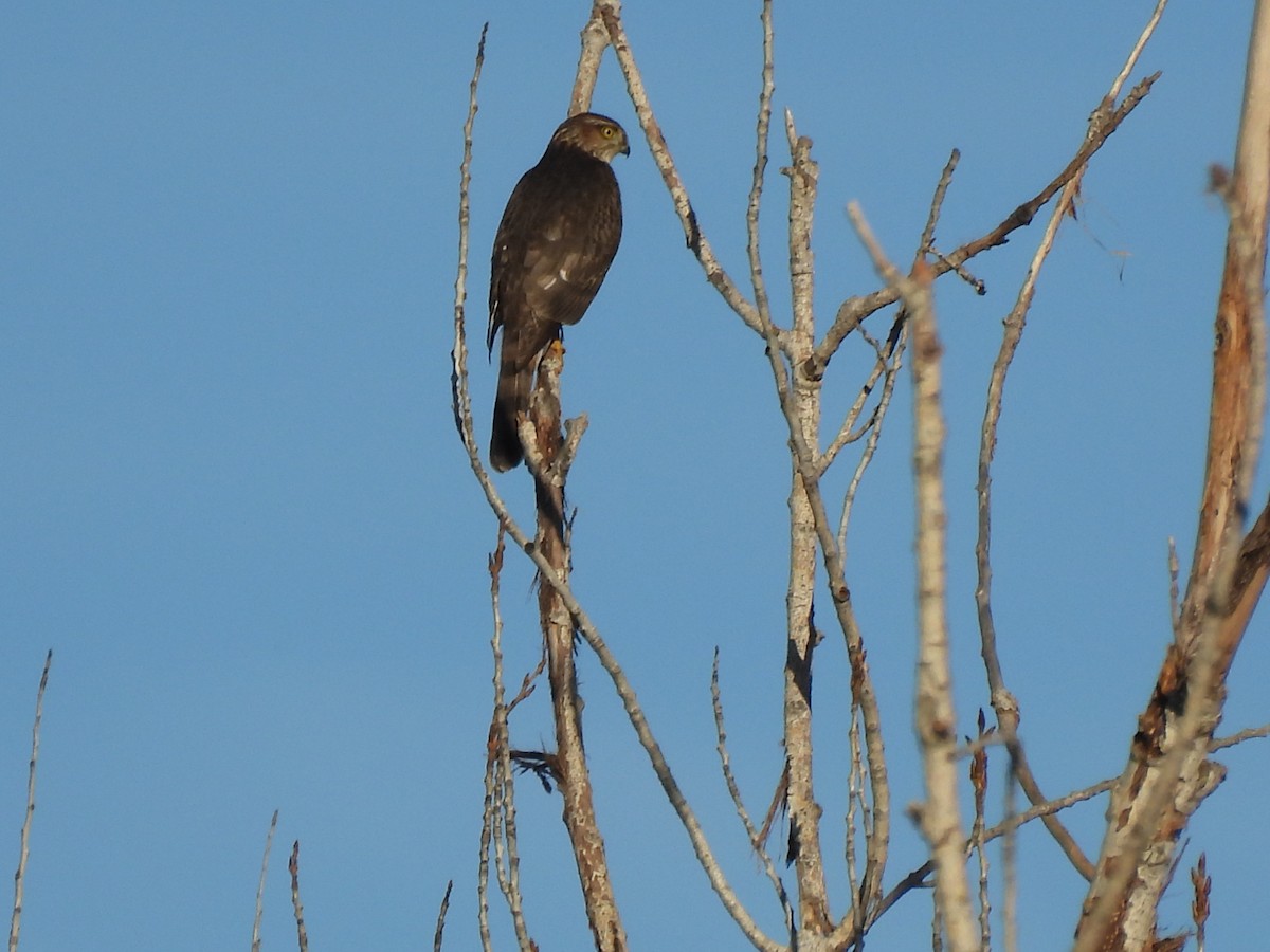 Cooper's Hawk - ML647269064