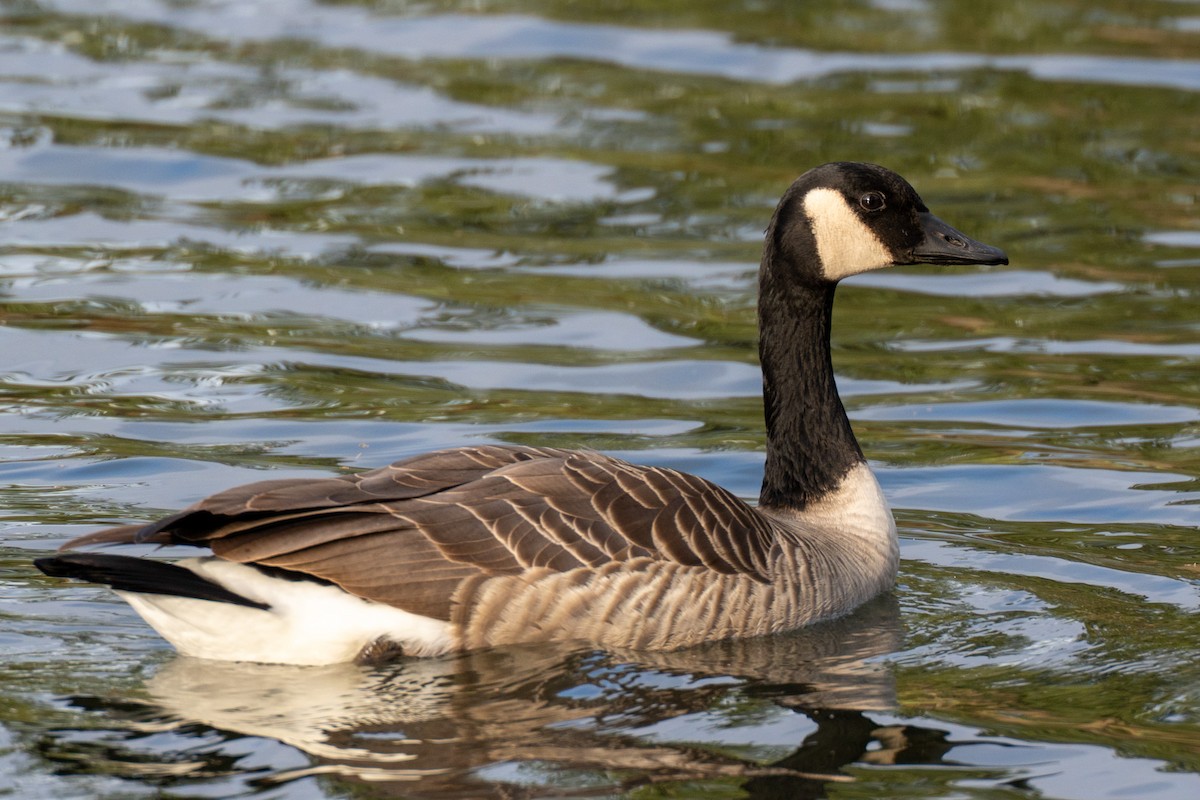 Canada Goose - ML647269071