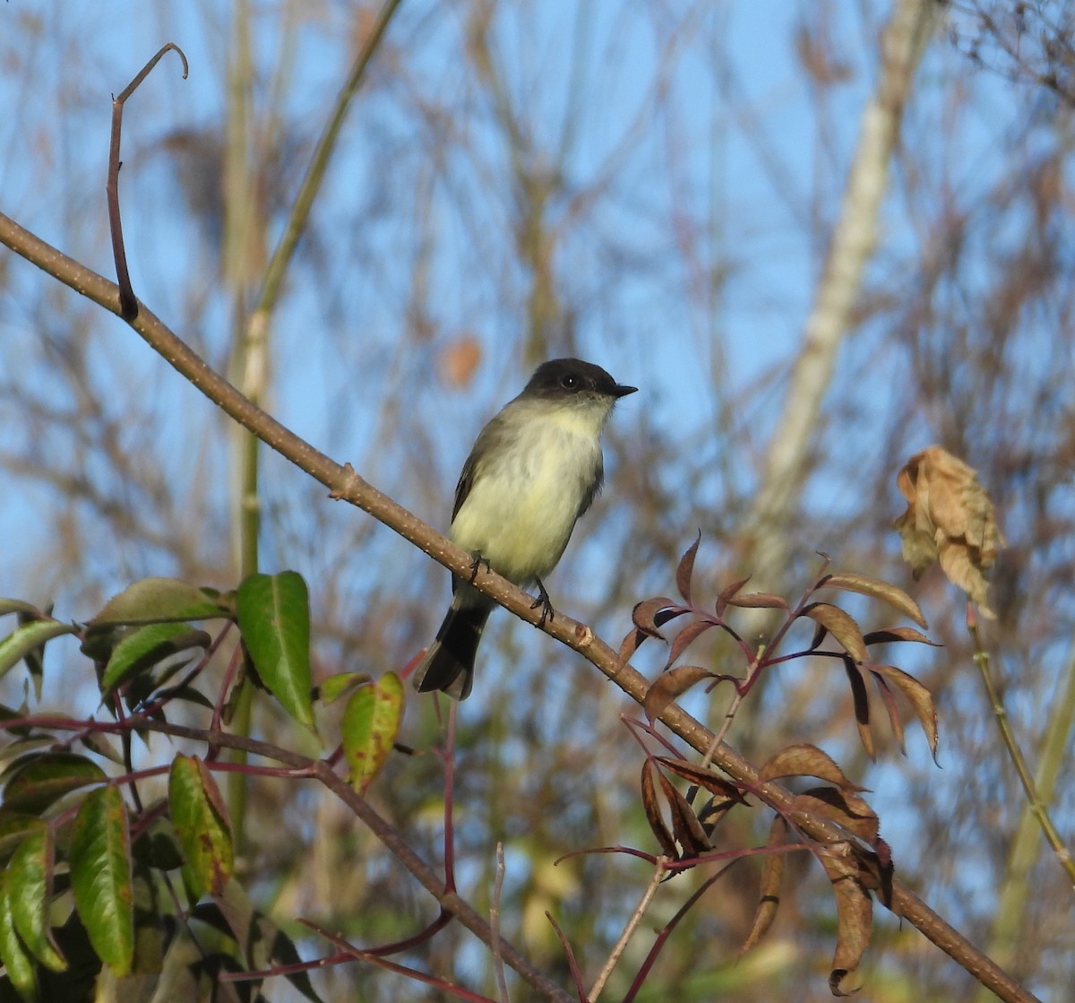 Eastern Phoebe - ML647269078