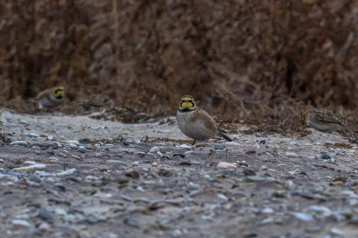 Allodola golagialla - ML647269091